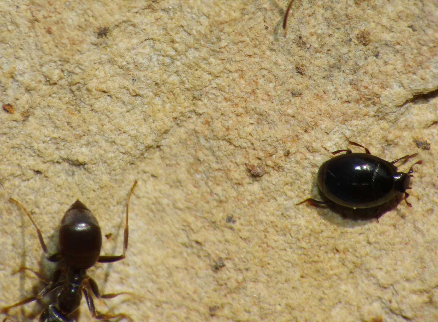 Piccoli coleotteri neri: Abraeus cfr parvulus (Histeridae)